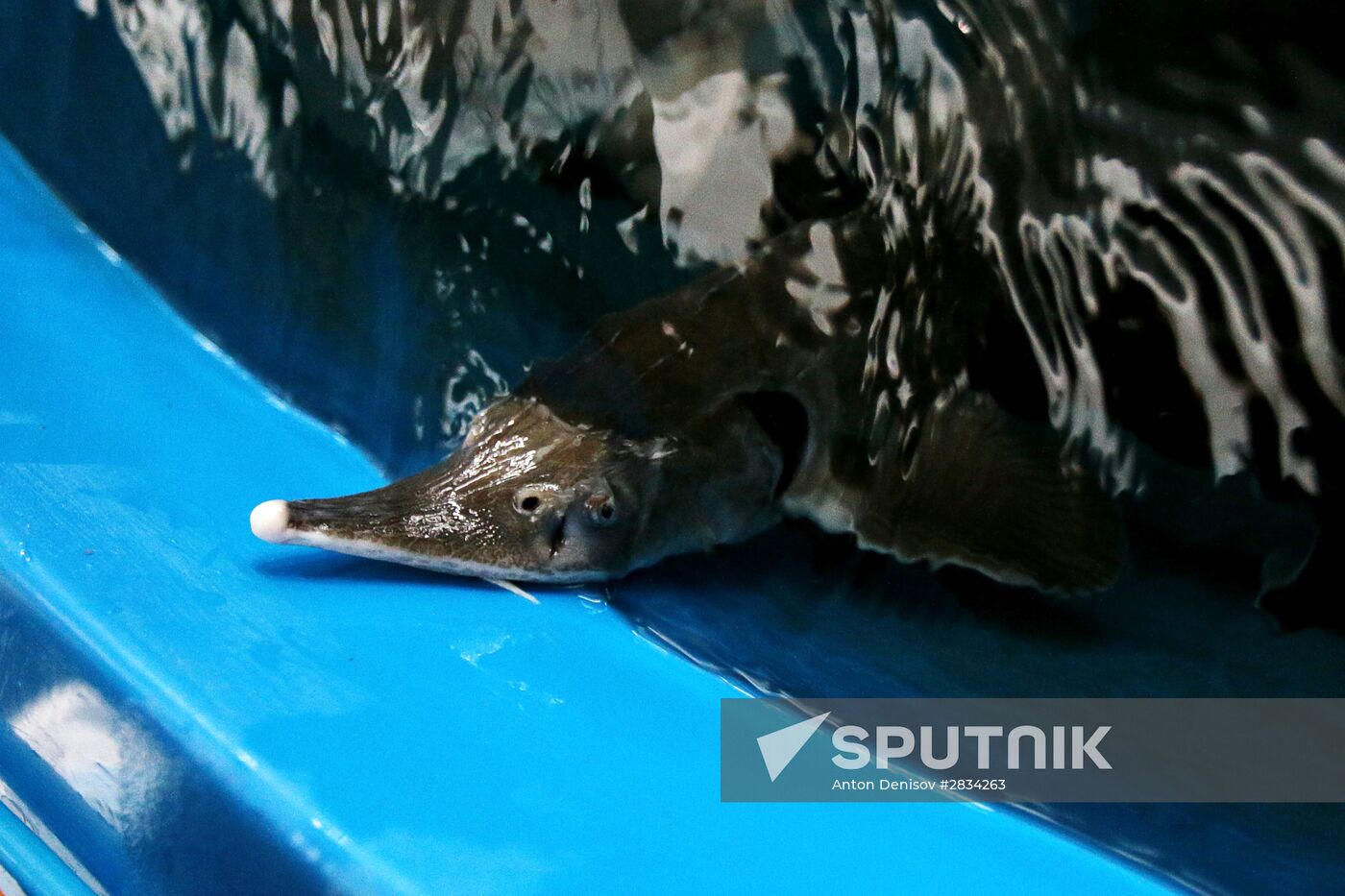 Pilot project on sturgeon farming