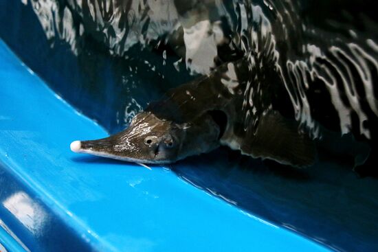 Pilot project on sturgeon farming
