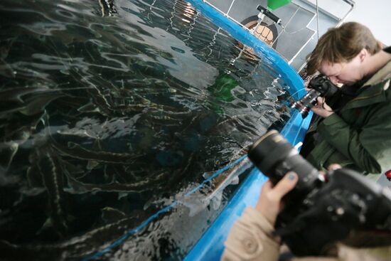 Pilot project on sturgeon farming