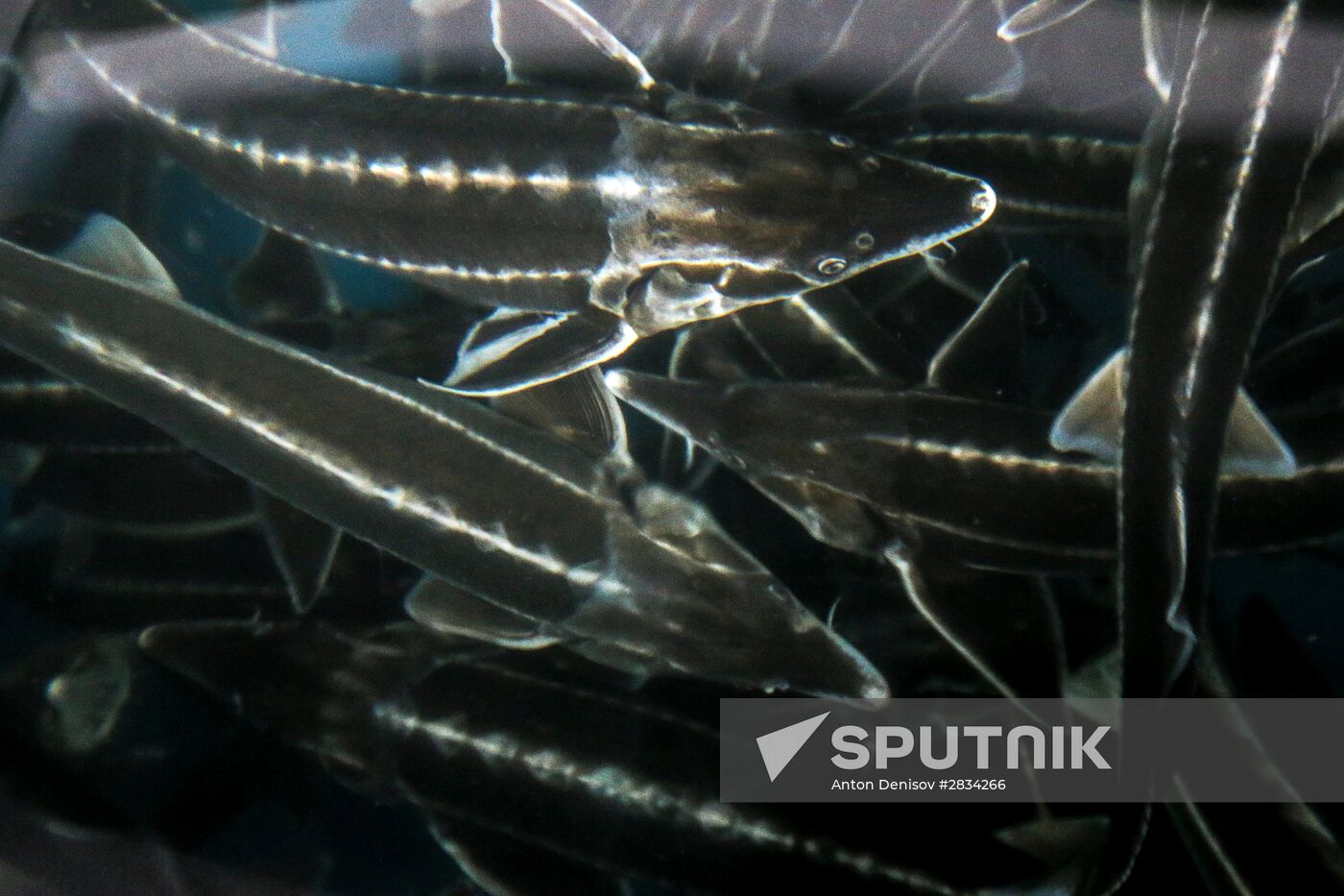 Pilot project on sturgeon farming