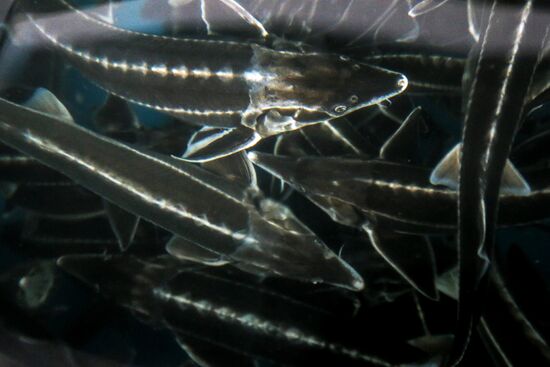 Pilot project on sturgeon farming