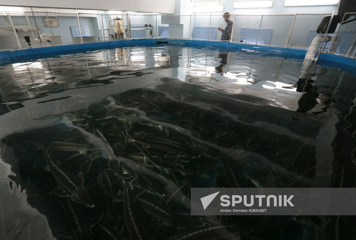 Pilot project on sturgeon farming