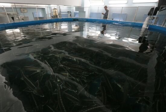 Pilot project on sturgeon farming