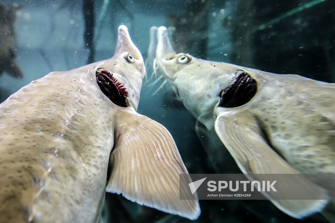 Pilot project on sturgeon farming