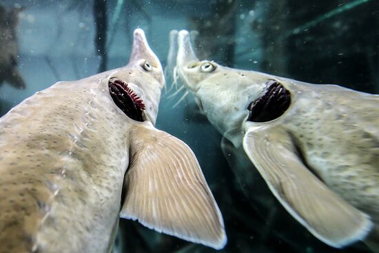 Pilot project on sturgeon farming