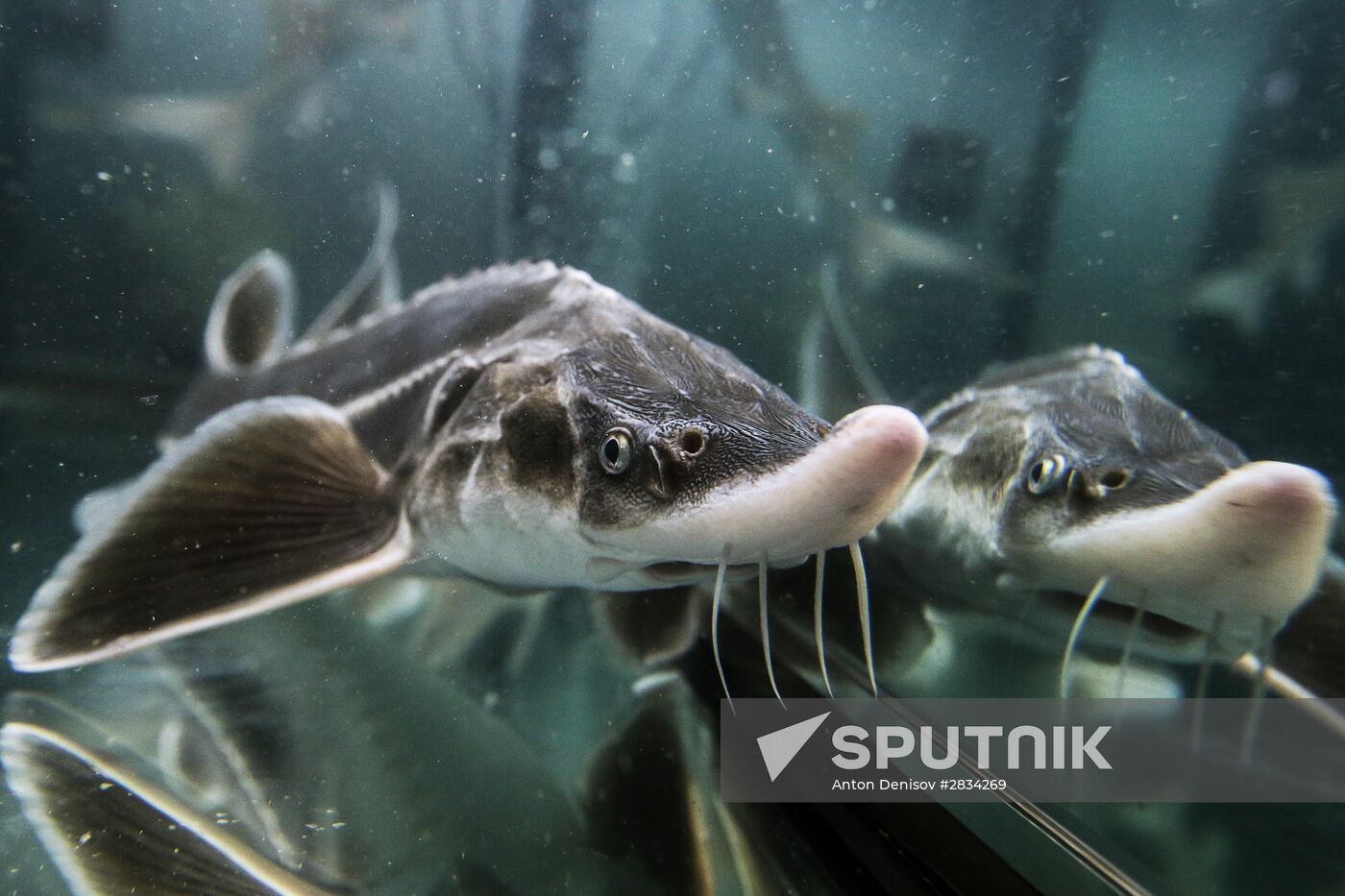 Pilot project on sturgeon farming