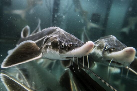 Pilot project on sturgeon farming