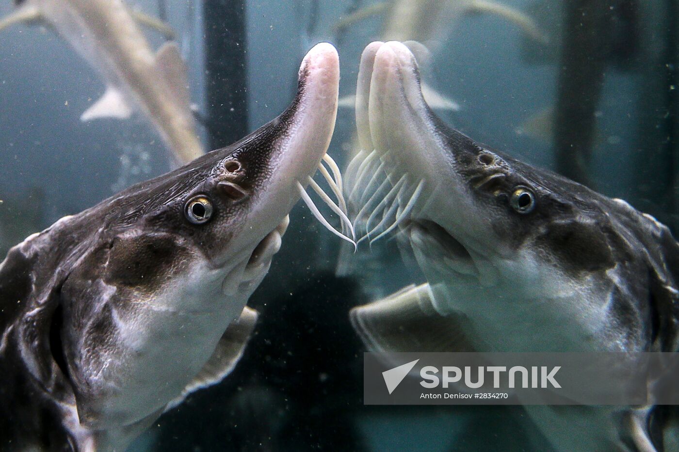 Pilot project on sturgeon farming