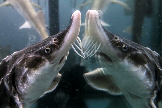 Pilot project on sturgeon farming