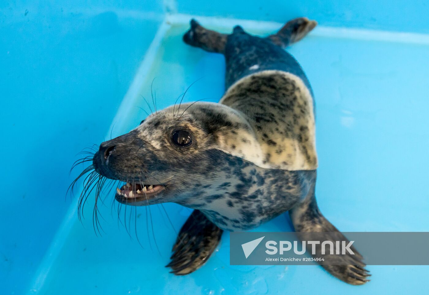 Marine Mammal Rehabilitation Centre in Leningrad Region