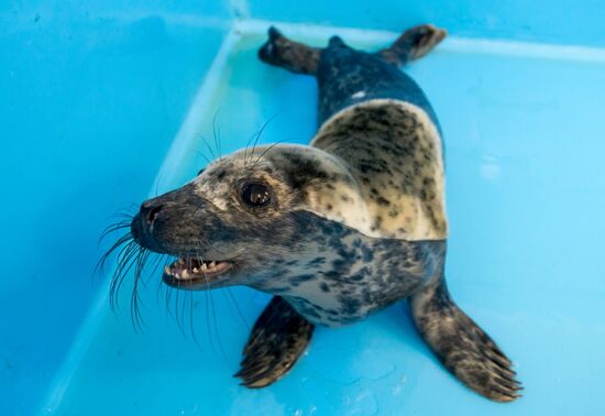 Marine Mammal Rehabilitation Centre in Leningrad Region