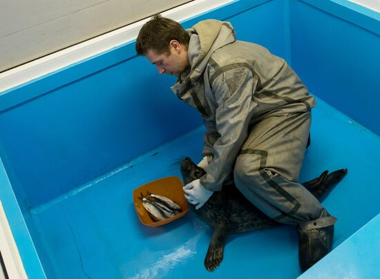 Marine Mammal Rehabilitation Centre in Leningrad Region