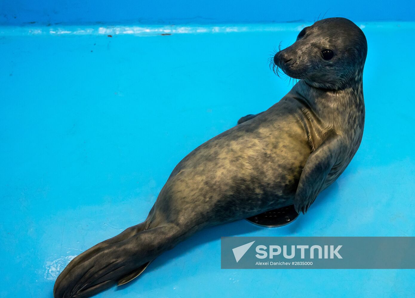 Marine Mammal Rehabilitation Centre in Leningrad Region