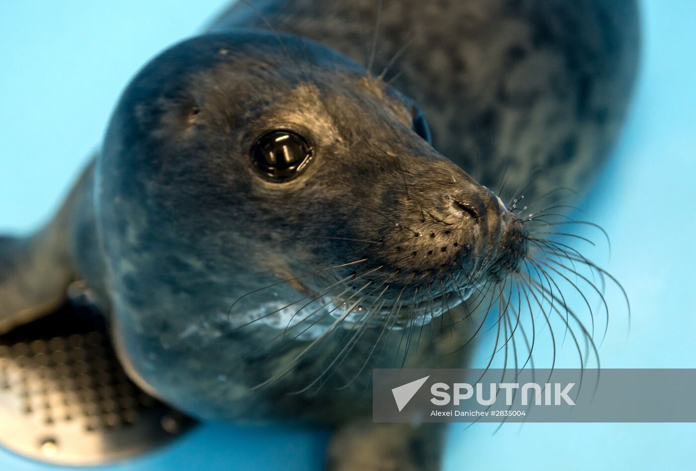 Marine Mammal Rehabilitation Center in Leningrad Region