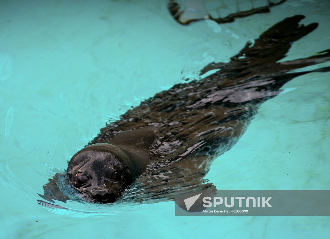 Marine Mammal Rehabilitation Center in Leningrad Region