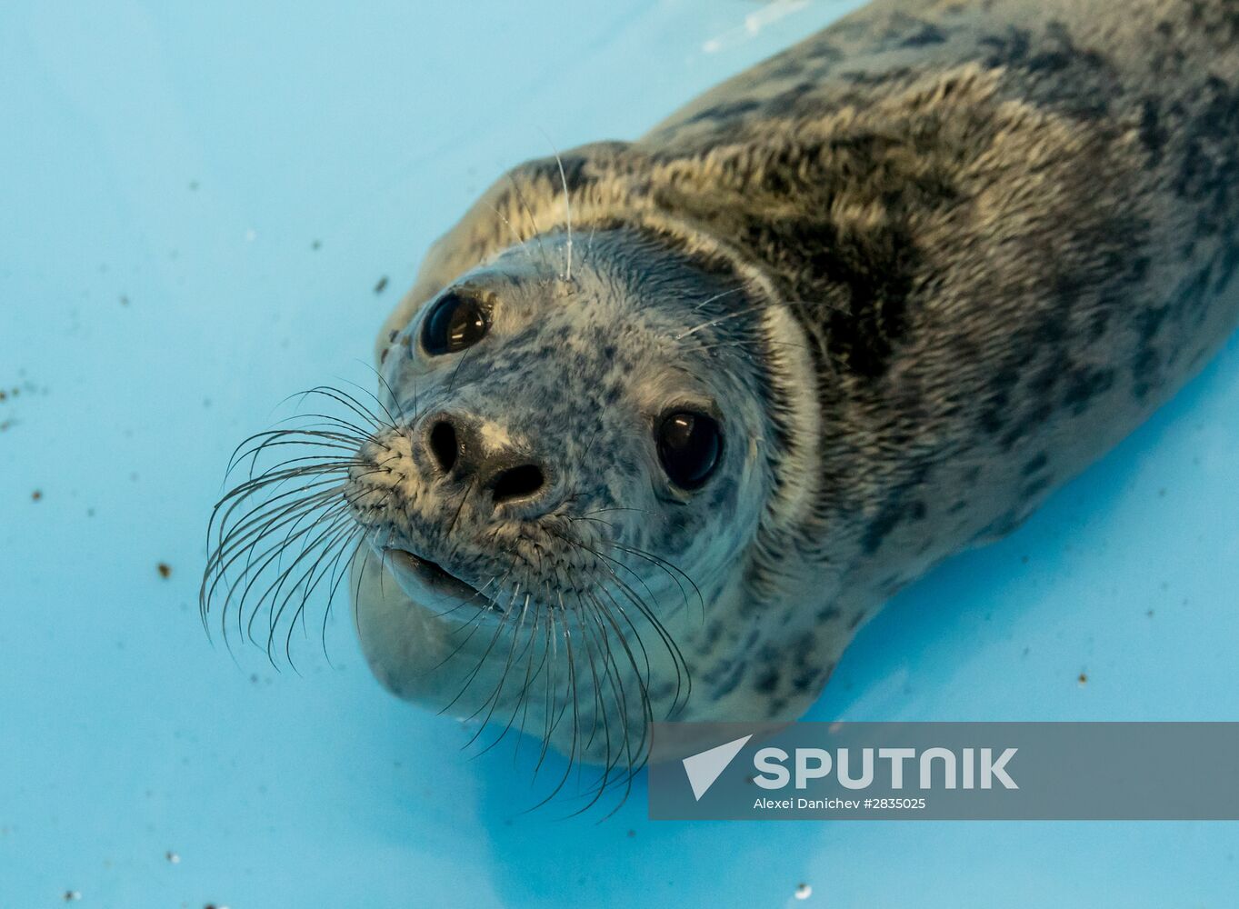 Marine Mammal Rehabilitation Center in Leningrad Region