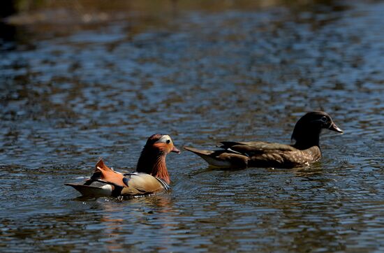Mandarin ducks fly to Primorye Territory to nest