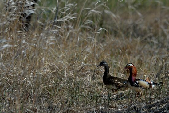 Mandarin ducks fly to Primorye Territory to nest