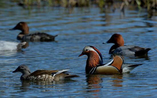 Mandarin ducks fly to Primorye Territory to nest