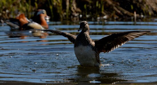 Mandarin ducks fly to Primorye Territory to nest