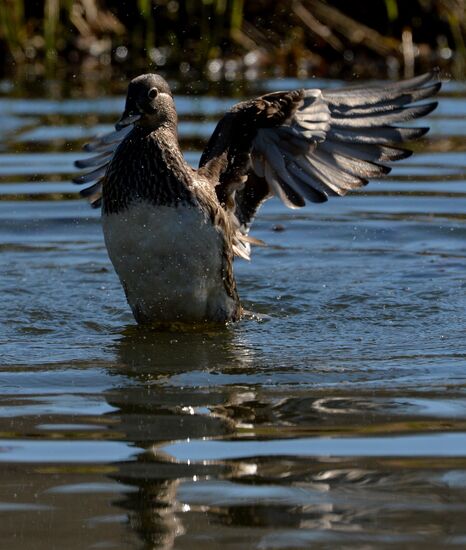Mandarin ducks fly to Primorye Territory to nest