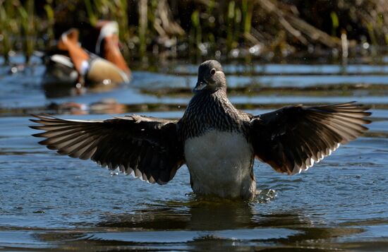 Mandarin ducks fly to Primorye Territory to nest