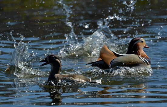 Mandarin ducks fly to Primorye Territory to nest