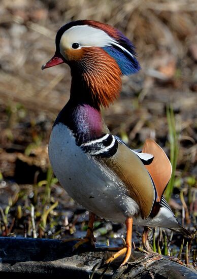Mandarin ducks fly to Primorye Territory to nest