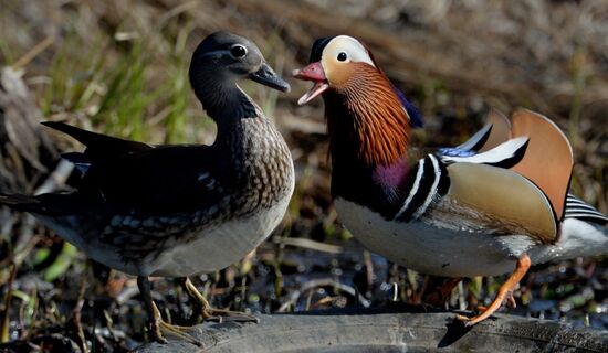 Mandarin ducks fly to Primorye Territory to nest