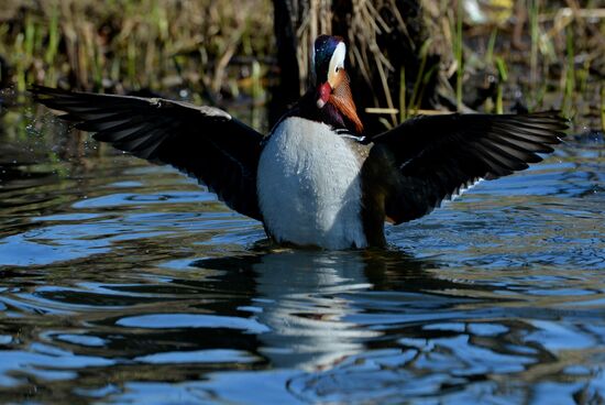 Mandarin ducks fly to Primorye Territory to nest