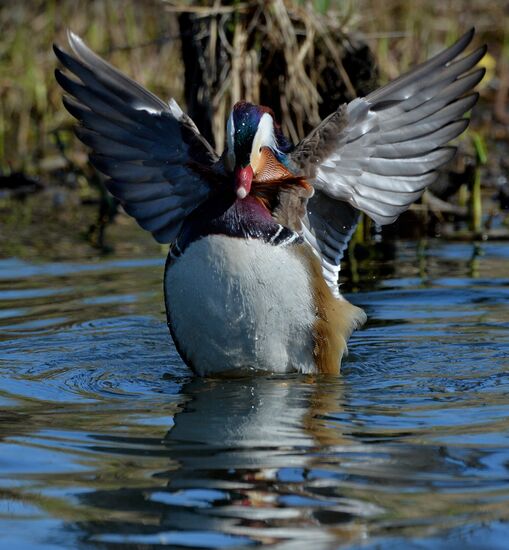 Mandarin ducks fly to Primorye Territory to nest