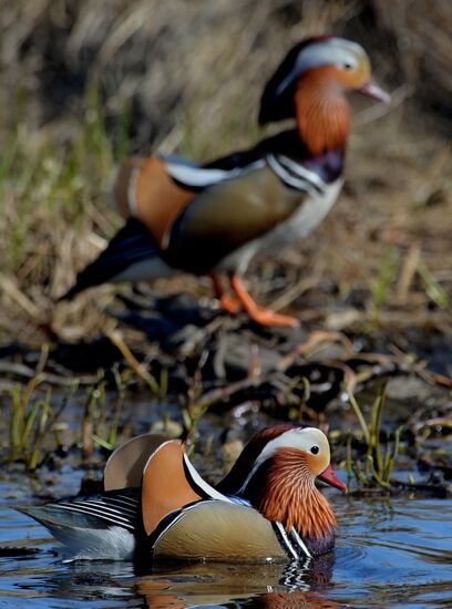 Mandarin ducks fly to Primorye Territory to nest