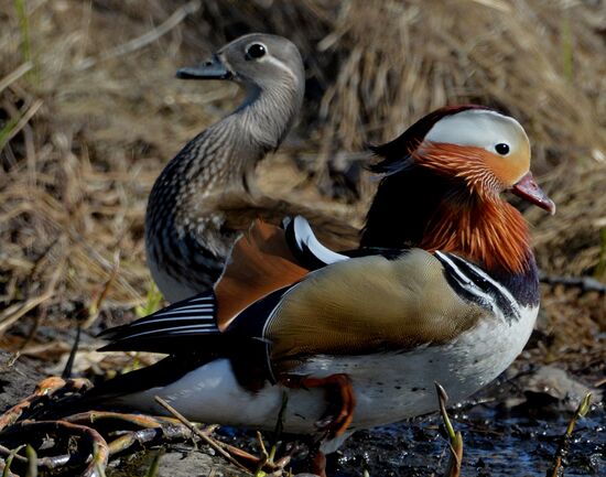 Mandarin ducks fly to Primorye Territory to nest