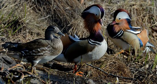 Mandarin ducks fly to Primorye Territory to nest