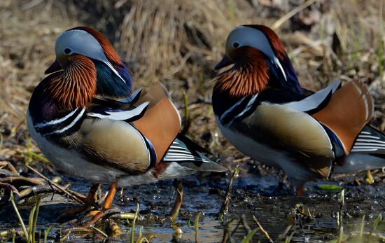 Mandarin ducks fly to Primorye Territory to nest