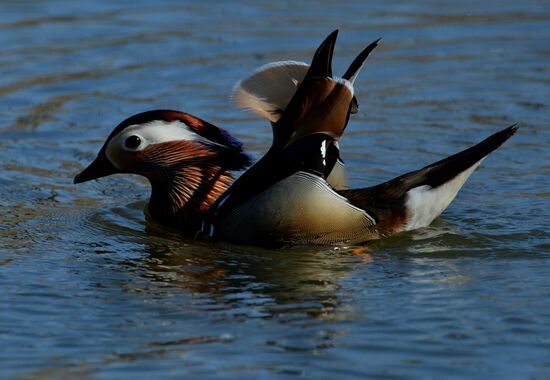 Mandarin ducks fly to Primorye Territory to nest