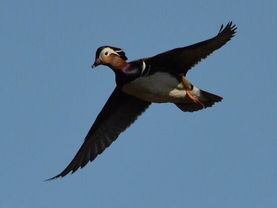 Mandarin ducks fly to Primorye Territory to nest