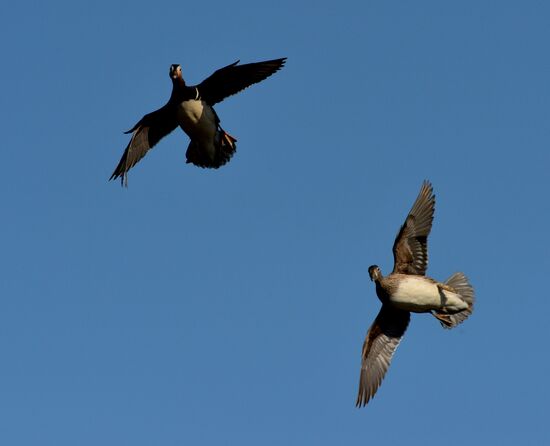 Mandarin ducks fly to Primorye Territory to nest