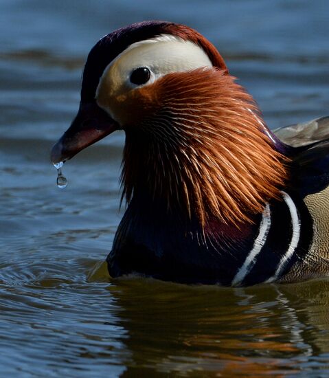 Mandarin ducks fly to Primorye Territory to nest