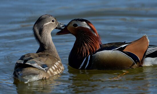 Mandarin ducks fly to Primorye Territory to nest