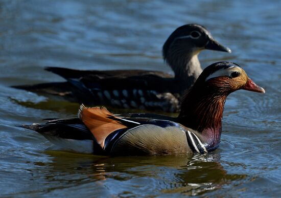 Mandarin ducks fly to Primorye Territory to nest