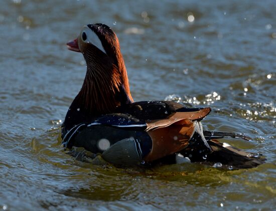Mandarin ducks fly to Primorye Territory to nest