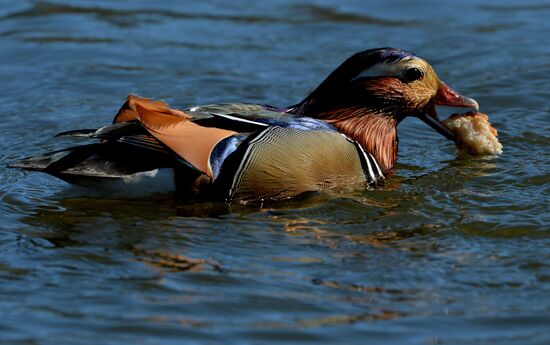 Mandarin ducks fly to Primorye Territory to nest