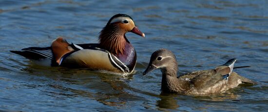 Mandarin ducks fly to Primorye Territory to nest