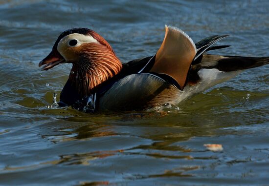 Mandarin ducks fly to Primorye Territory to nest