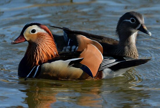 Mandarin ducks fly to Primorye Territory to nest