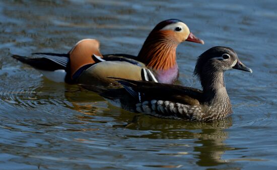 Mandarin ducks fly to Primorye Territory to nest