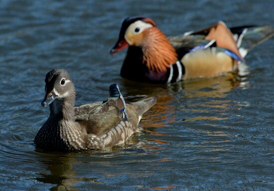 Mandarin ducks fly to Primorye Territory to nest