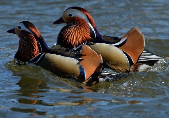 Mandarin ducks fly to Primorye Territory to nest
