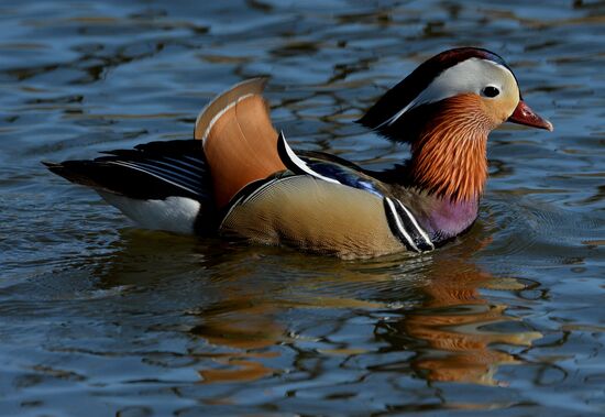 Mandarin ducks fly to Primorye Territory to nest